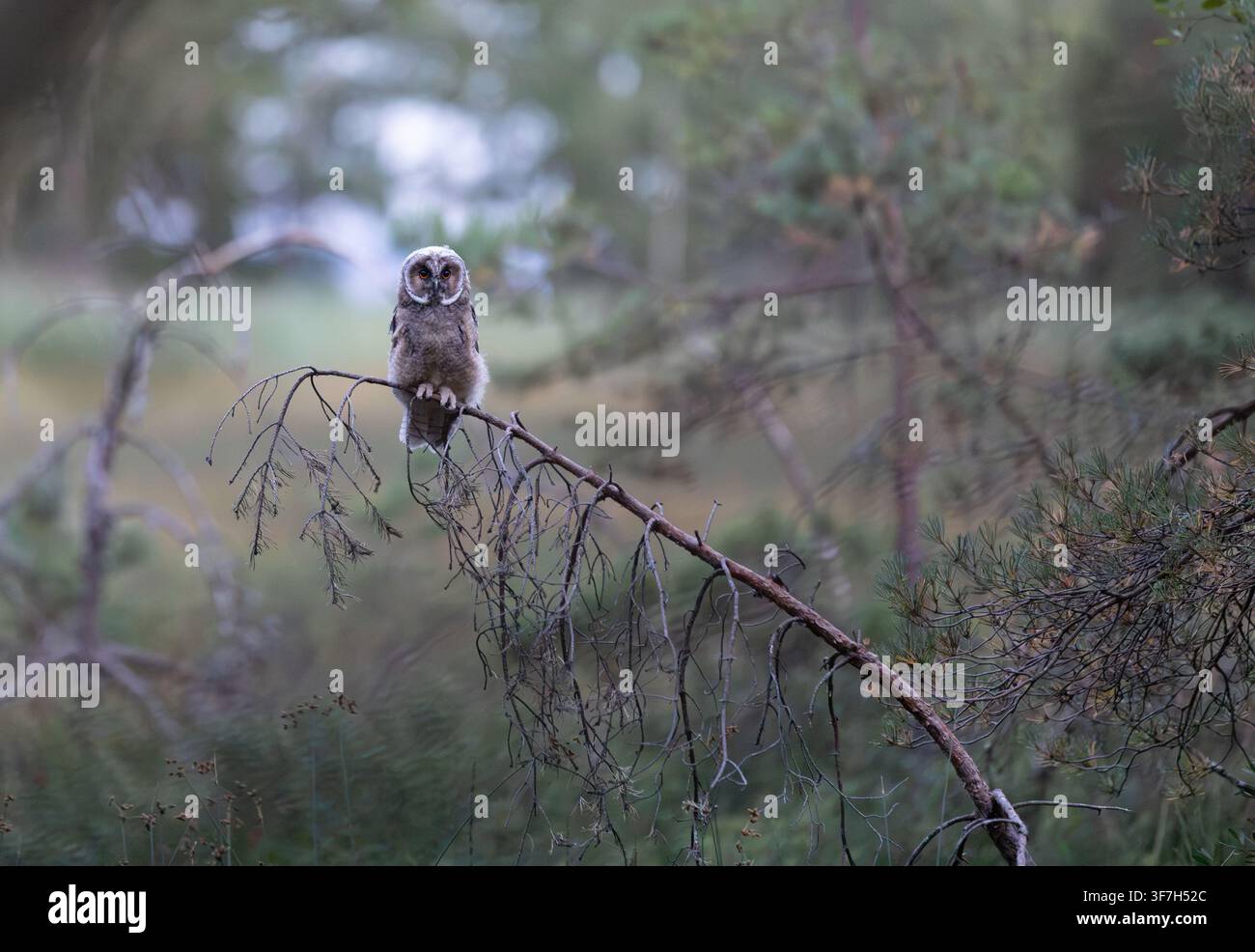 Gufo dal collare giovane, Asio otus, appollaiato su un ramo di pino nell'habitat boschivo Foto Stock