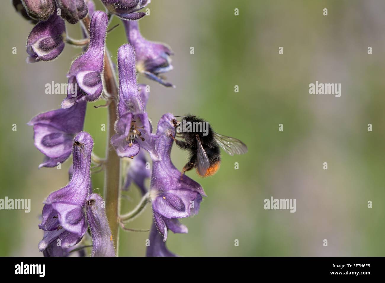 Bombus peloso, Bombus wurflenii, che si nutre di aconito settentrionale Foto Stock