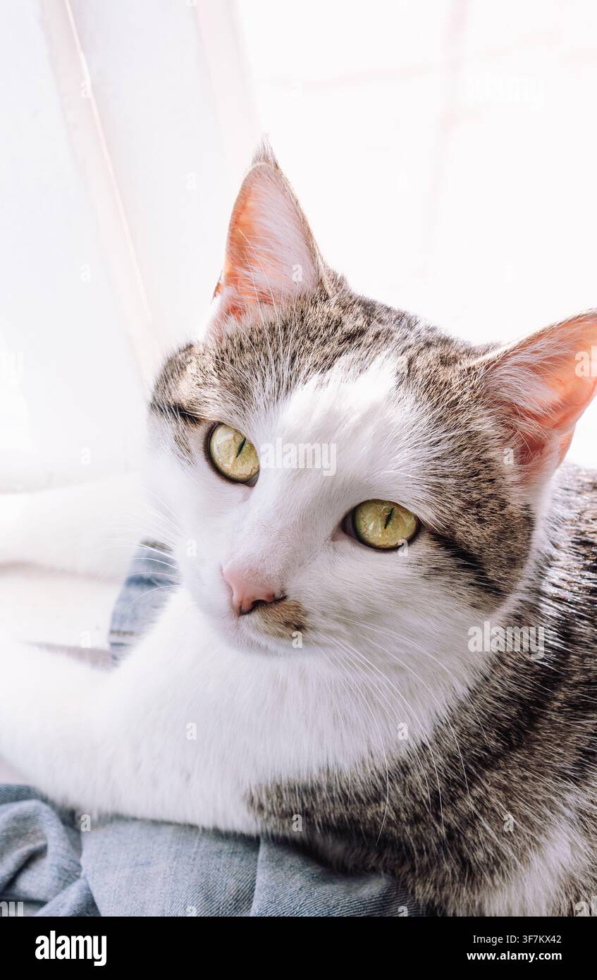 Prima piano di un gatto tigrato con petto bianco e occhi verdi. Il gatto guarda direttamente la telecamera con un'espressione calma e curiosa. Una luce naturale soffusa mette in risalto il pelo Foto Stock