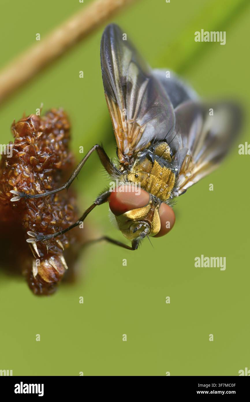 Mosca da letto iridescente blu, mosca tachinide con ali decorate, phasia hemiptera, mosche con bruchi, tachinidae, mosca della cimice, diptera, grande formato, ritratto per Foto Stock