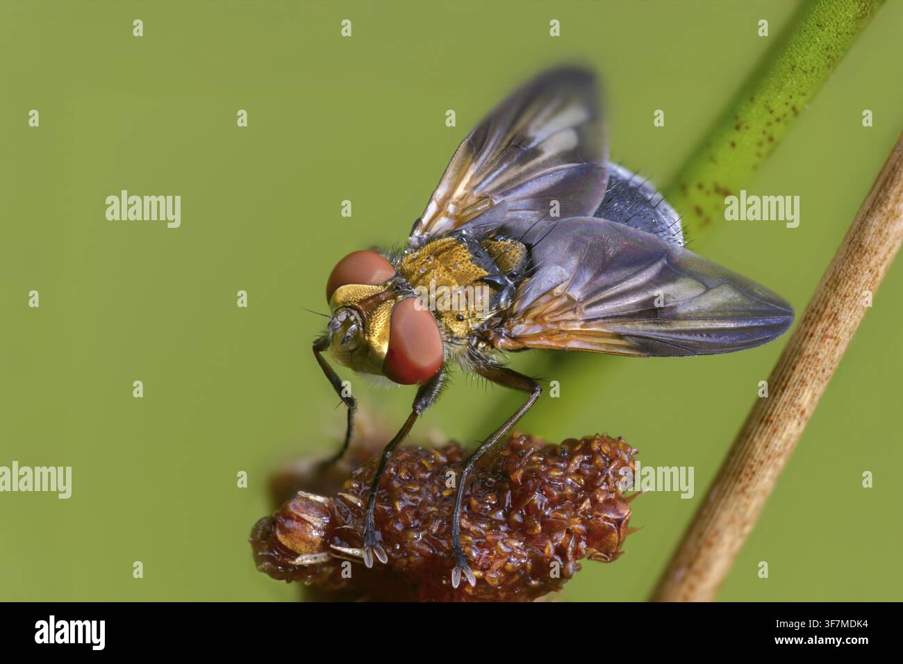 Mosca iridescente blu, mosca tachinide ad ali decorate, phasia hemiptera, mosche da bruco, tachinidae, mosca delle cimici, diptera, insetti, birna a due ali Foto Stock