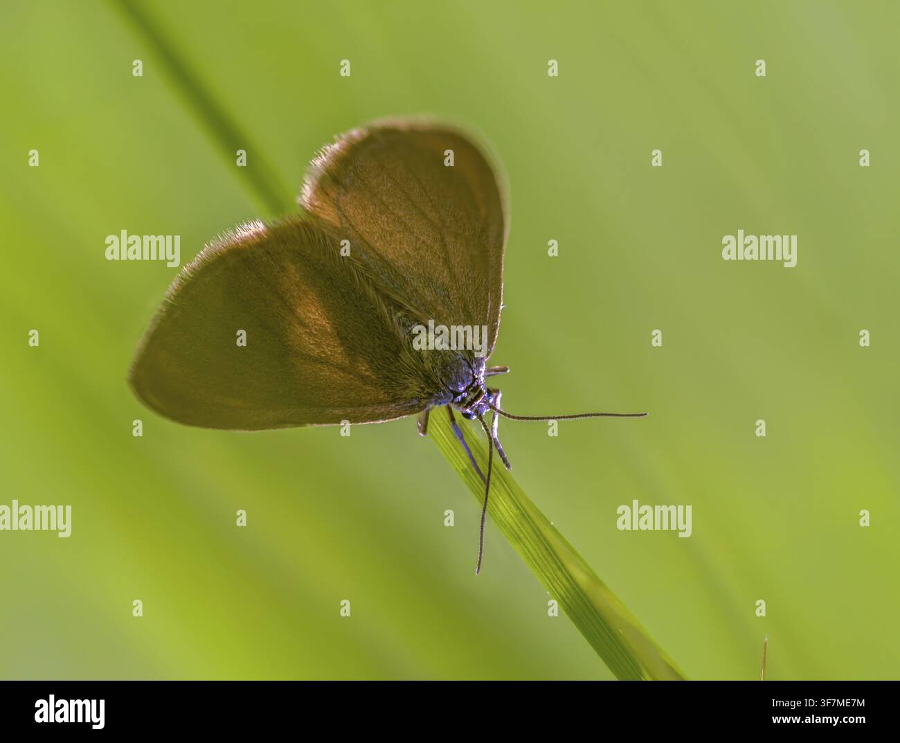 Looper monocromatico, Minoa Murinata, Milkweed, Insetti, Falene, Falene, Falene, Farfalle Foto Stock