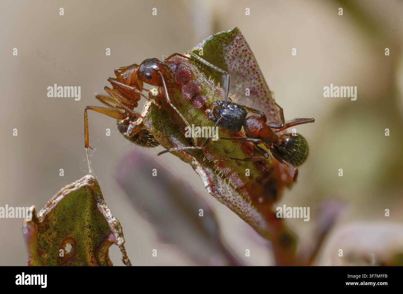 Formiche, formica, formica legnosa marrone-nera, formica cavallina marrone-nera, Camponotus ligniperdus, azzurro delle querciaie, blu ftyhen, formicidae, imenotteri, grande carpentiere Foto Stock