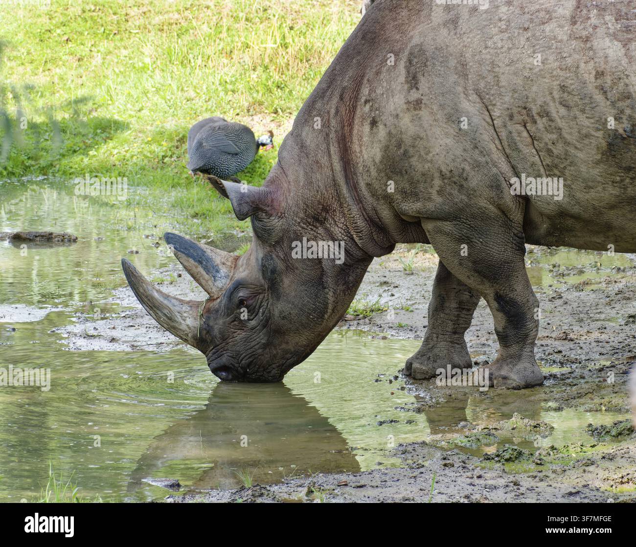 Rinoceronte nero dell'Africa orientale (Diceros bicornis michaeli) che beve, rinoceronte, ungulato di dito dispari, in cattività, trovato nell'Africa orientale Foto Stock