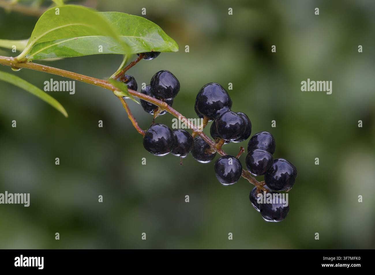 Legwood, ligustro, ligustrum spec., salice piangente, bacche d’inchiostro, uva d’inchiostro, staccionata, flora, piante, piante, ligustro Foto Stock
