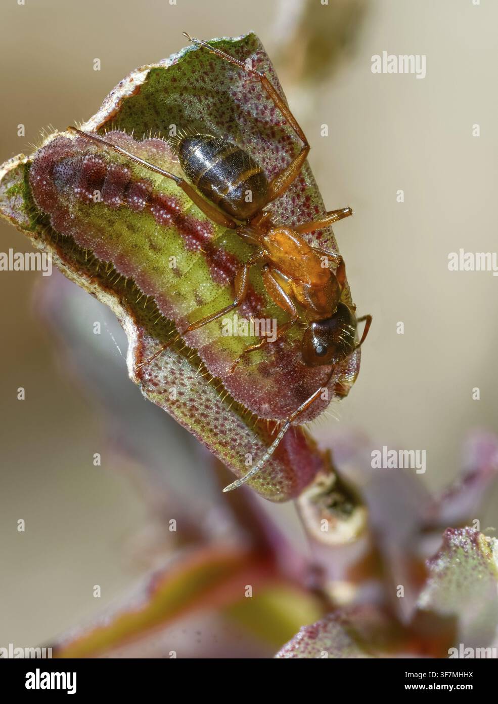 Formiche, formica, formica legnosa marrone-nera, formica cavallina marrone-nera, camponotus ligniperdus, azuro delle meliaidee, azuro della grande cavalletta, formicidae, imenotteri, grossa carpaia Foto Stock