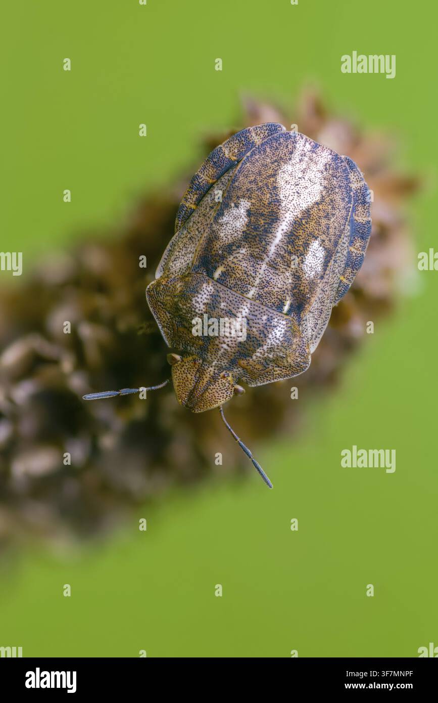Eurygaster testudinaria, eterotteri, cimice tartaruga, cimice scudo tartaruga, grande dimensione, formato ritratto, insetti, cimici Foto Stock
