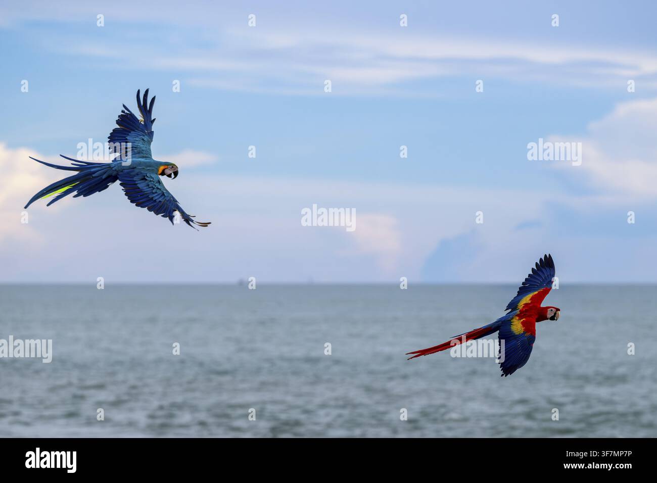 Ara dal ventre giallo (Ara ararauna) e ara scarlatta (Ara macao), Jomtien, Thailandia Foto Stock