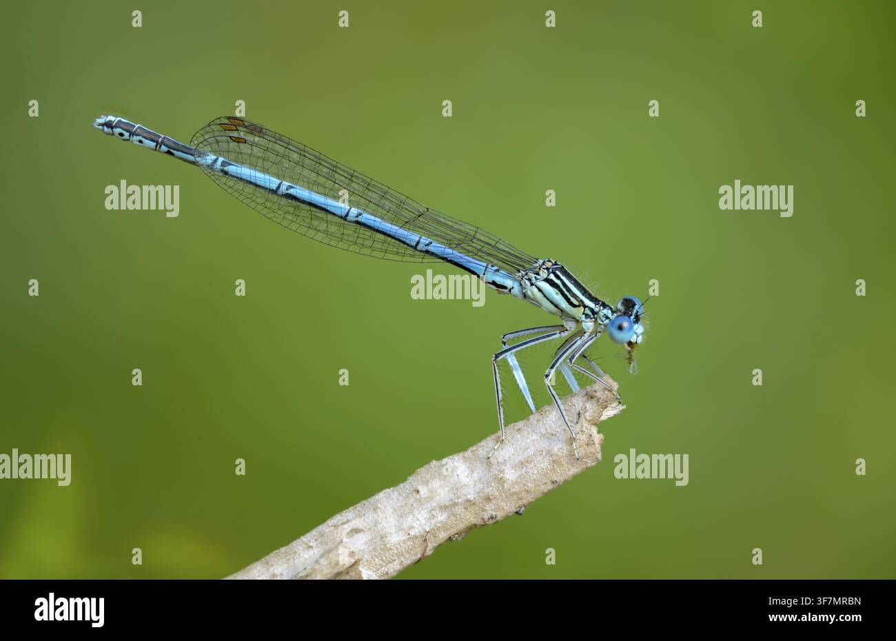 Libellula dalle ali blu, libellula dalle ali comuni, Platycnemis pennipes, cavallina dalle zampe bianche, cavalline, libellule, insetti, libellule, maschi Foto Stock