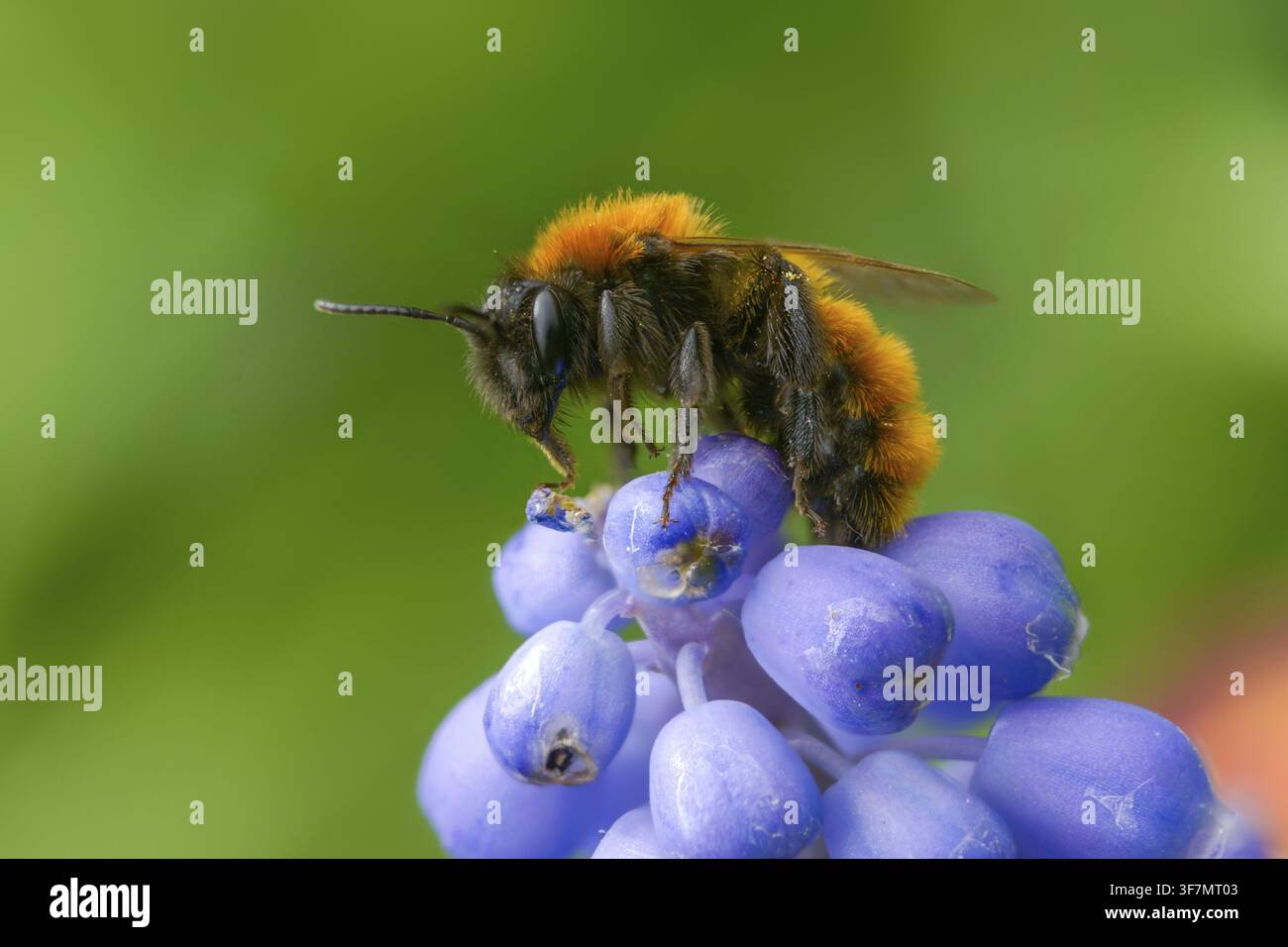 Andrena Armata, Andrena fulva, ape di sabbia riccia rossa volpe, ape di sabbia rossa volpe, imenotteri, ape di sabbia pelosa rossa, ape di sabbia, insetti Foto Stock