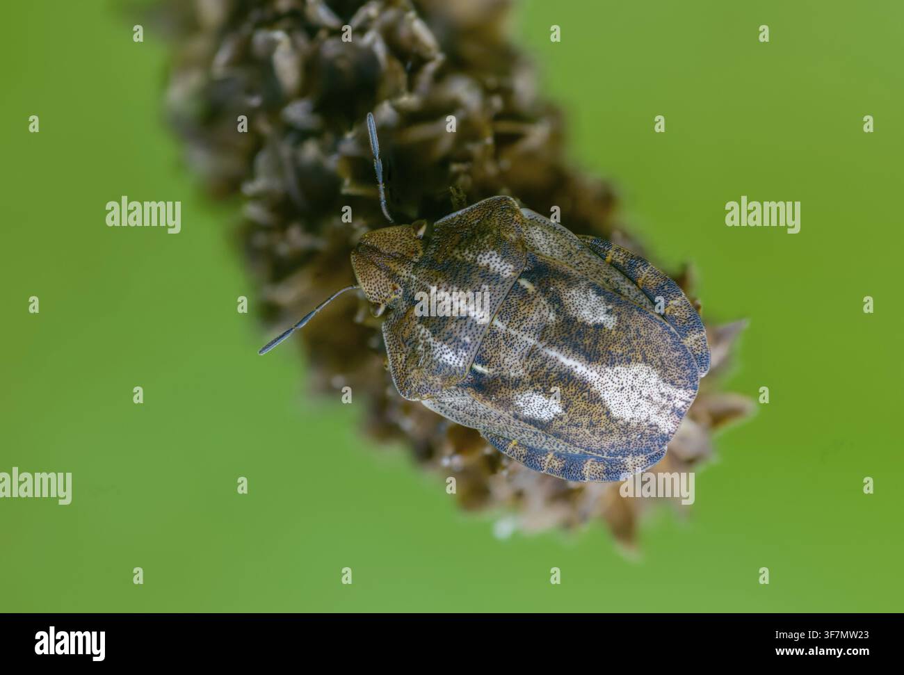 Eurygaster testudinaria, eterotteri, cimice tartaruga, cimice scudo tartaruga, insetti, cimici Foto Stock