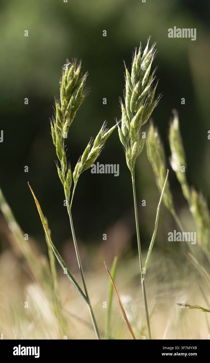Bromus hordeaceus, trespe soffice, erba a prato, bromo morbido, trespe morbida, flora, grande dimensione, formato verticale, piante, piante Foto Stock
