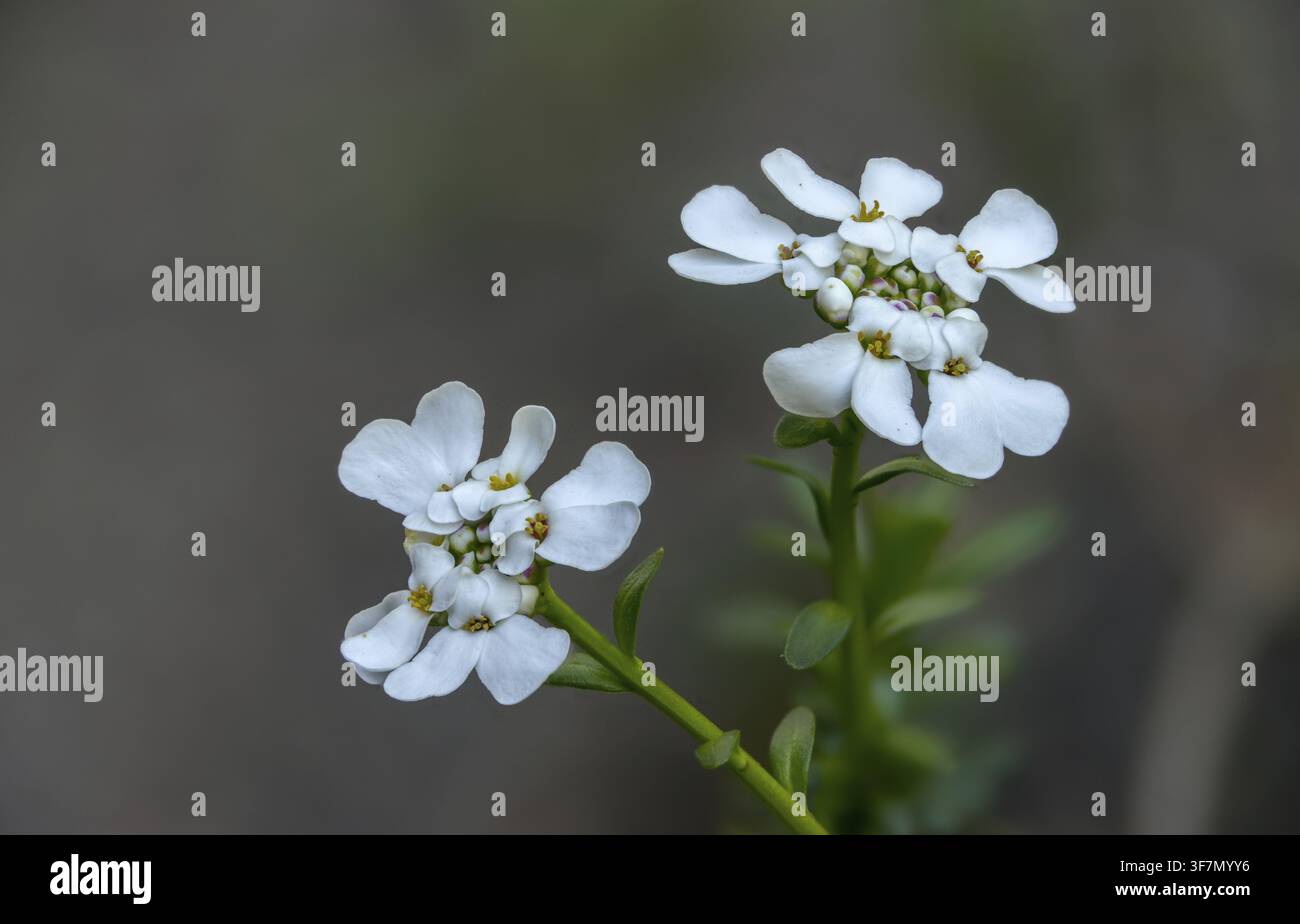 Iberis Sempervirens, fiore a nastro sempreverde, candytuft perenne, fiore a nastro, flora, piante, piante Foto Stock