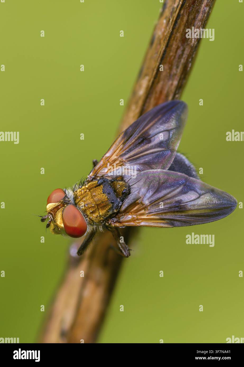 Mosca da letto iridescente blu, mosca tachinide con ali decorate, phasia hemiptera, mosche con bruchi, tachinidae, mosca della cimice, diptera, grande formato, ritratto per Foto Stock