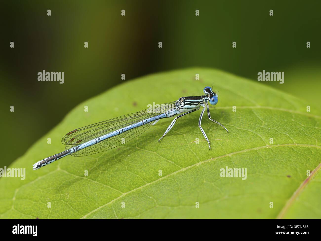 Libellula dalle ali blu, libellula dalle ali comuni, Platycnemis pennipes, cavallina dalle zampe bianche, cavalline, libellule, insetti, libellule, maschi Foto Stock