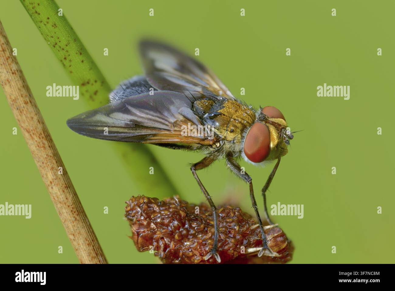 Mosca iridescente blu, mosca tachinide ad ali decorate, phasia hemiptera, mosche da bruco, tachinidae, mosca delle cimici, diptera, insetti, birna a due ali Foto Stock