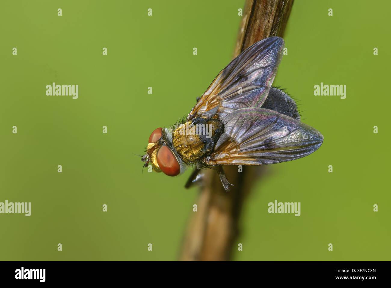 Mosca iridescente blu, mosca tachinide ad ali decorate, phasia hemiptera, mosche da bruco, tachinidae, mosca delle cimici, diptera, insetti, birna a due ali Foto Stock