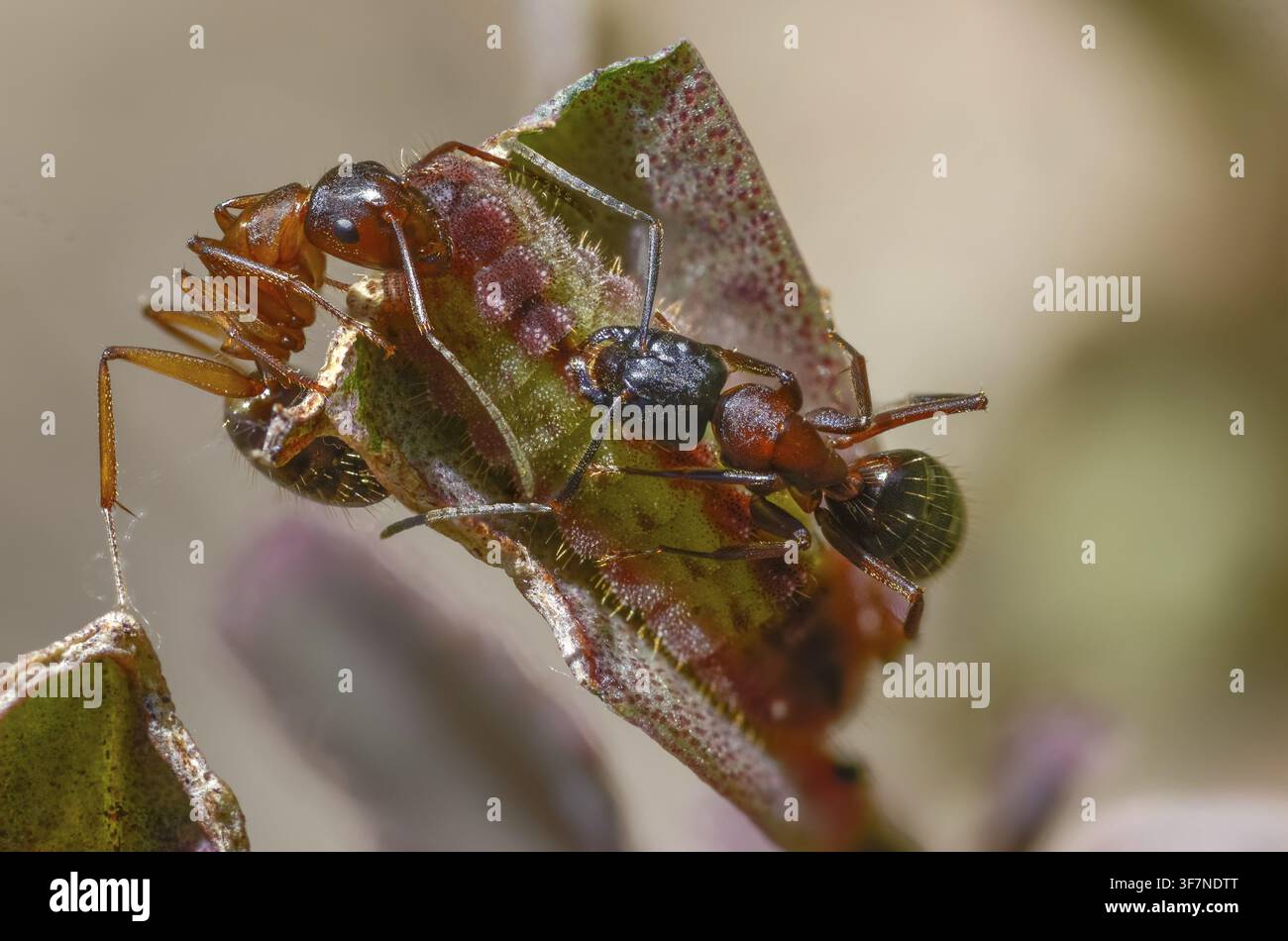 Formiche, formica, formica legnosa marrone-nera, formica cavallina marrone-nera, Camponotus ligniperdus, azzurro delle querciaie, blu ftyhen, formicidae, imenotteri, grande carpentiere Foto Stock