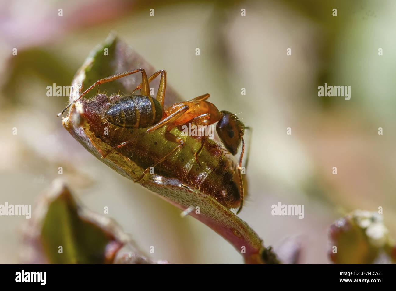 Formiche, formica, formica legnosa marrone-nera, formica cavallina marrone-nera, Camponotus ligniperdus, azzurro delle querciaie, blu ftyhen, formicidae, imenotteri, grande carpentiere Foto Stock