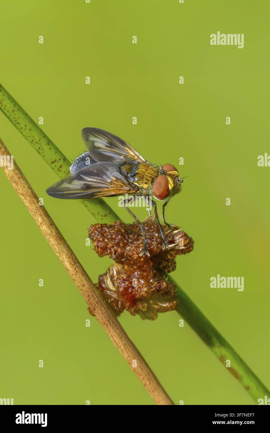 Mosca da letto iridescente blu, mosca tachinide con ali decorate, phasia hemiptera, mosche con bruchi, tachinidae, mosca della cimice, diptera, grande formato, ritratto per Foto Stock