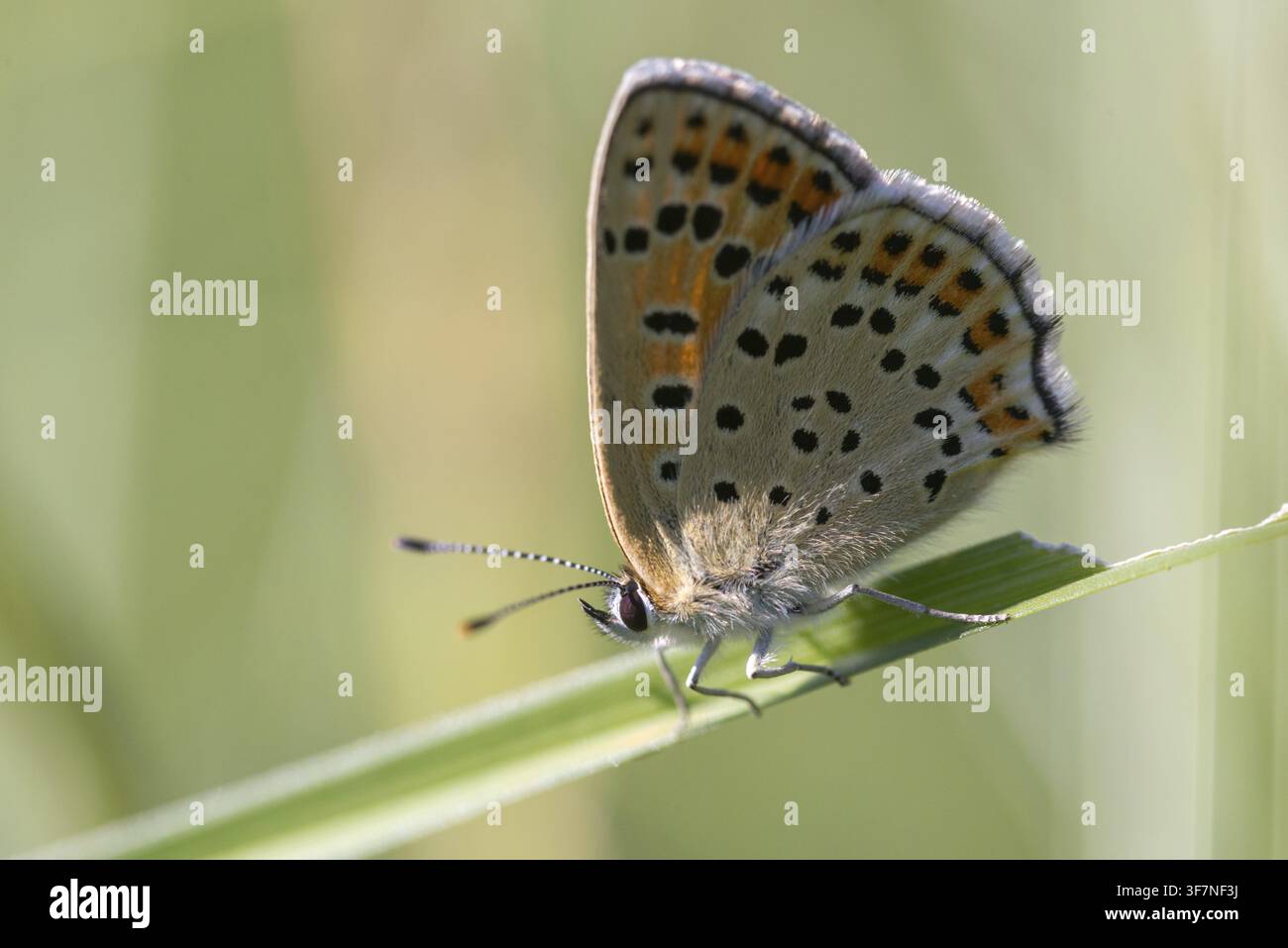 Falena bruna, Lycaena tityrus, uccello zolfo, rame sooty dal bordo viola, uccelli, farfalla, insetti, farfalla, farfalle, farfalle Foto Stock