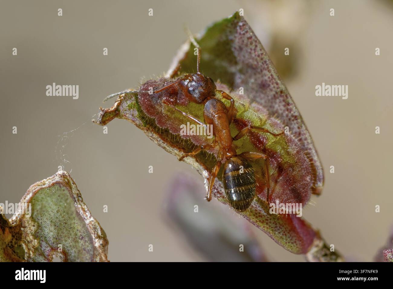 Formiche, formica, formica legnosa marrone-nera, formica cavallina marrone-nera, Camponotus ligniperdus, azzurro delle querciaie, blu ftyhen, formicidae, imenotteri, grande carpentiere Foto Stock
