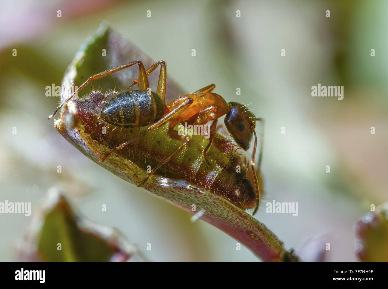 Formiche, formica, formica legnosa marrone-nera, formica cavallina marrone-nera, Camponotus ligniperdus, azzurro delle querciaie, blu ftyhen, formicidae, imenotteri, grande carpentiere Foto Stock