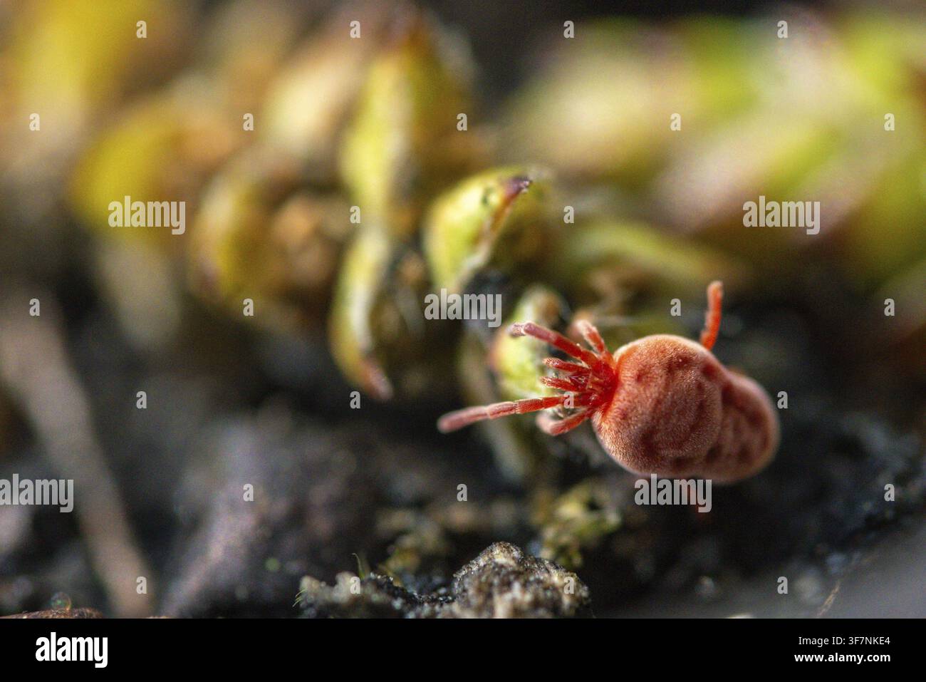 Aracnidi, acaro rosso vellutato, acaro ragnetto, Trombidium holosericeum, acaro vellutato, acari Foto Stock