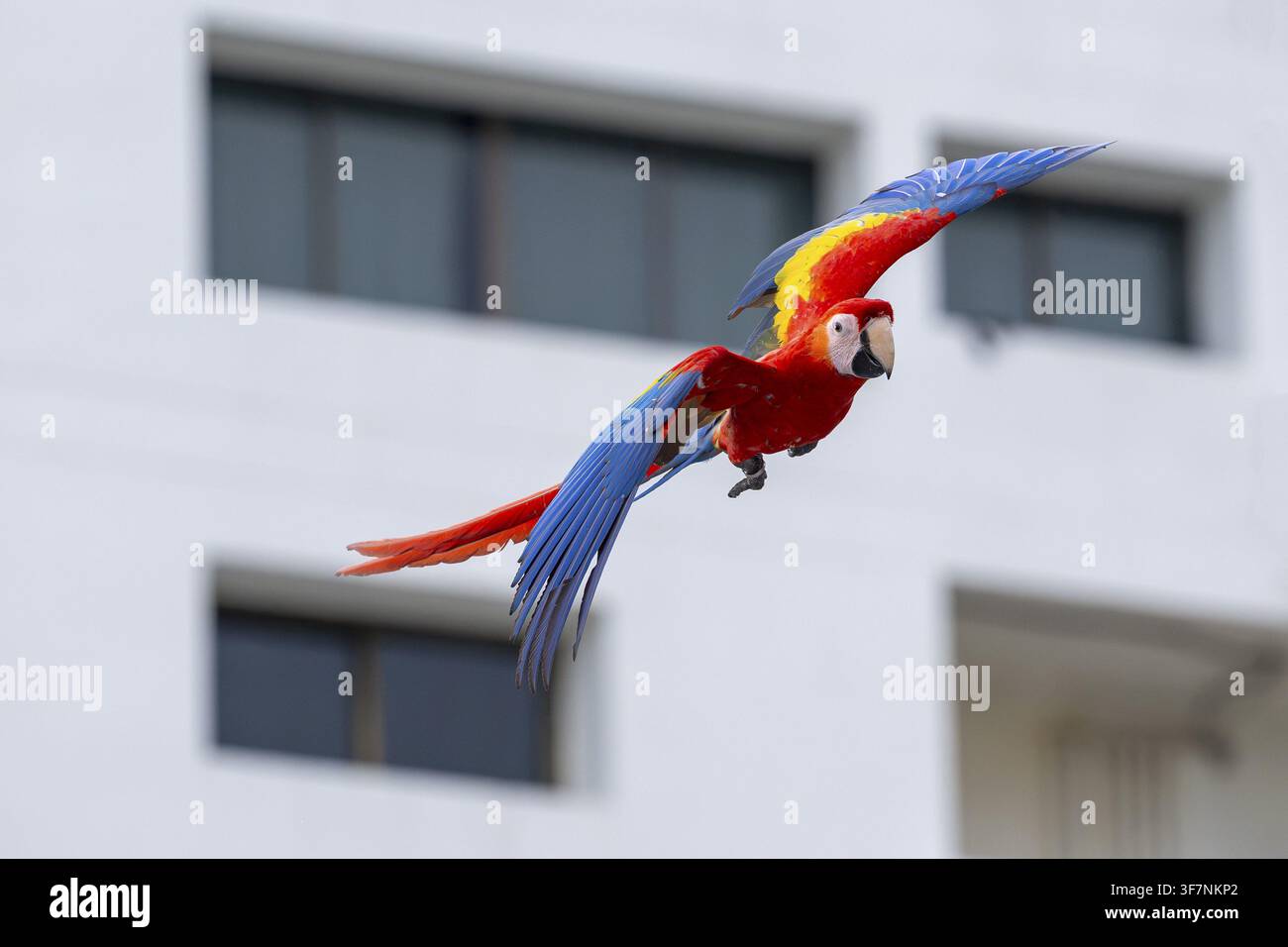 Ara scarlatto (Ara macao), Jomtien, Thailandia Foto Stock