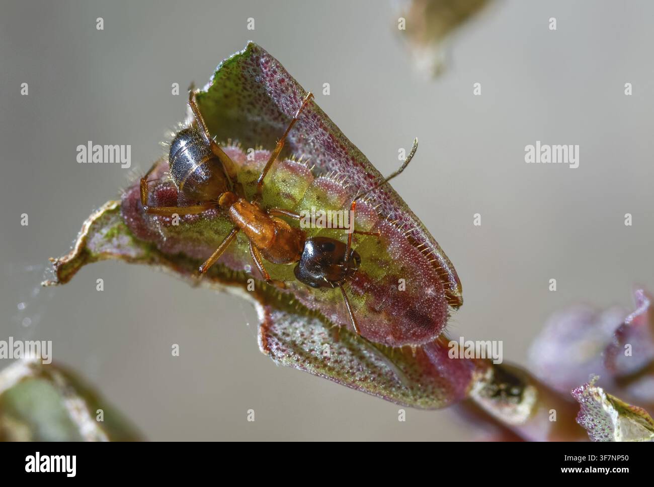 Formiche, formica, formica legnosa marrone-nera, formica cavallina marrone-nera, Camponotus ligniperdus, azzurro delle querciaie, blu ftyhen, formicidae, imenotteri, grande carpentiere Foto Stock