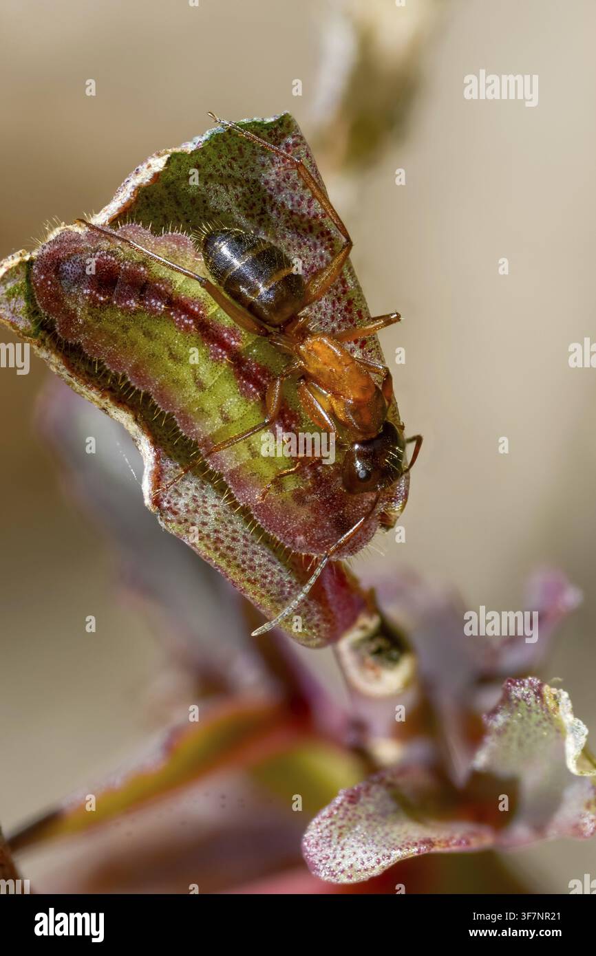 Formiche, formica, formica legnosa marrone-nera, formica cavallina marrone-nera, camponotus ligniperdus, azuro delle meliaidee, azuro della grande cavalletta, formicidae, imenotteri, grossa carpaia Foto Stock
