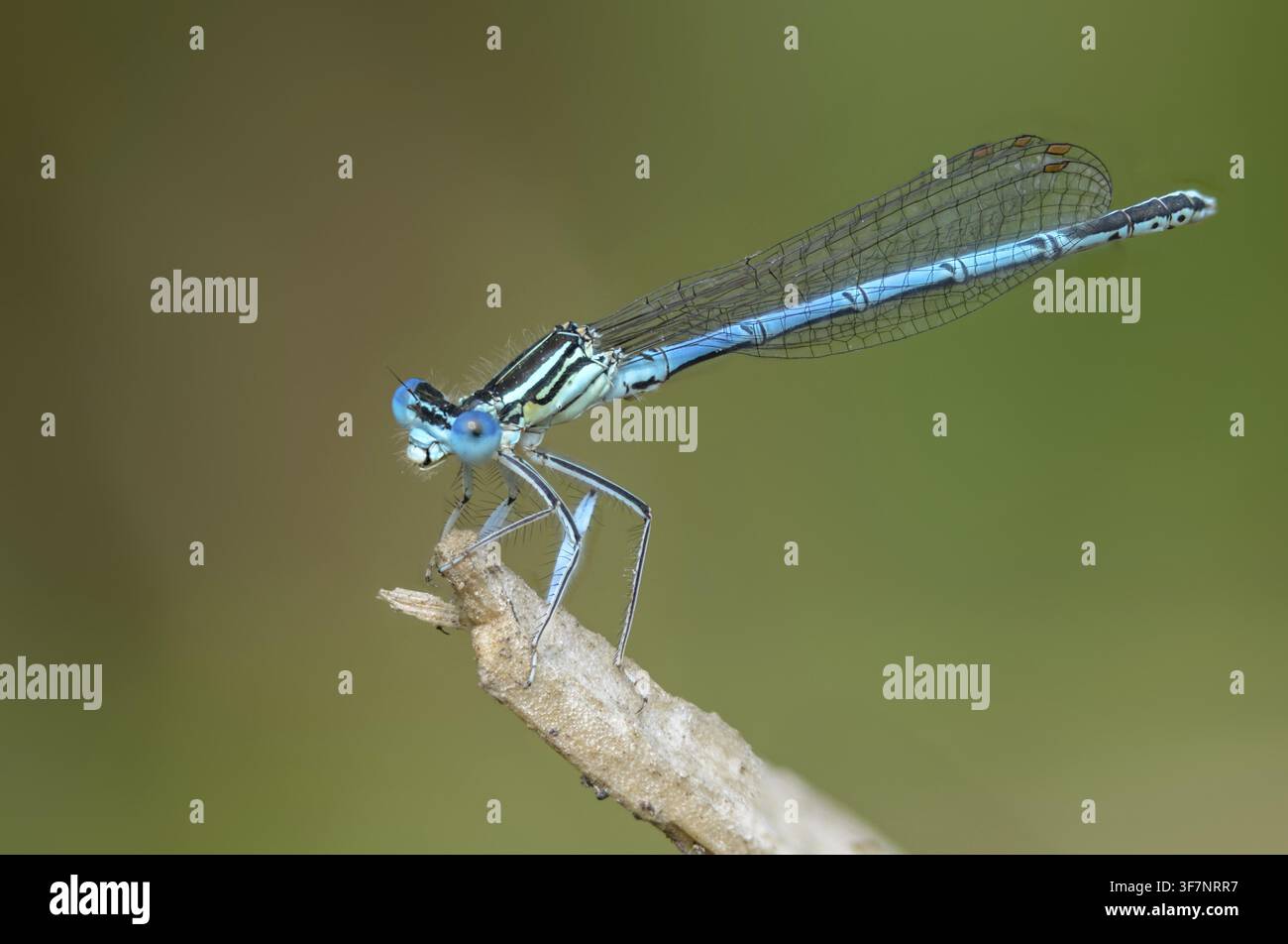 Libellula dalle ali blu, libellula dalle ali comuni, Platycnemis pennipes, cavallina dalle zampe bianche, cavalline, libellule, insetti, libellule, maschi Foto Stock