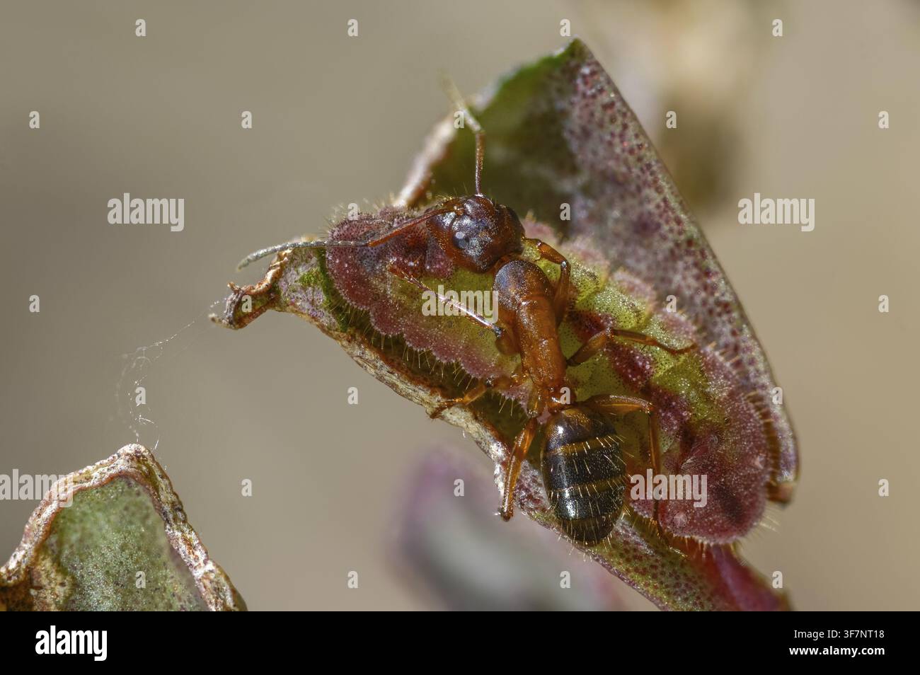 Formiche, formica, formica legnosa marrone-nera, formica cavallina marrone-nera, Camponotus ligniperdus, azzurro delle querciaie, blu ftyhen, formicidae, imenotteri, grande carpentiere Foto Stock
