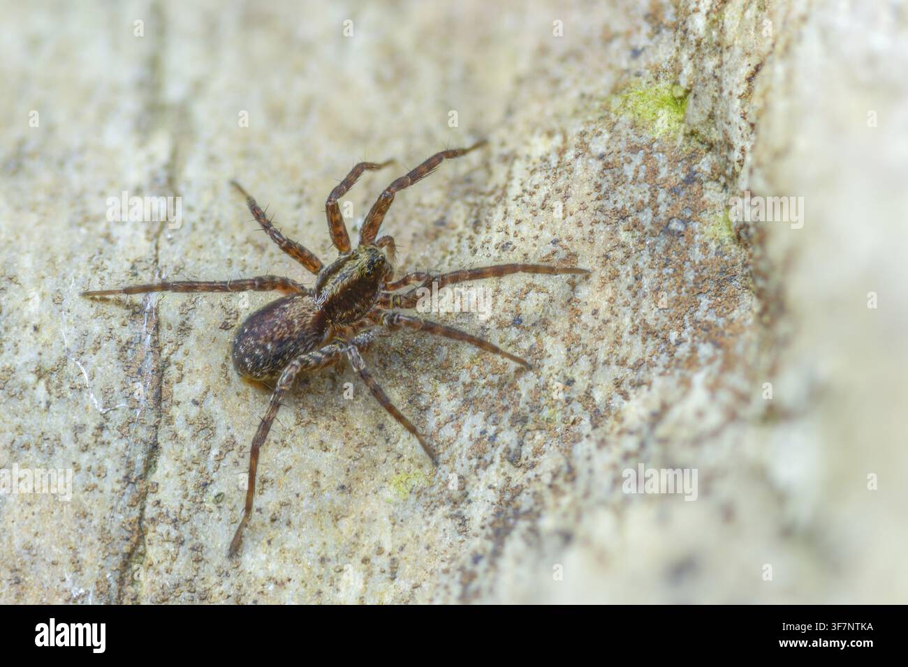 Arachnida, pardosa spec., aracnidi, ragno lupo spec1., ragni, ragni Foto Stock