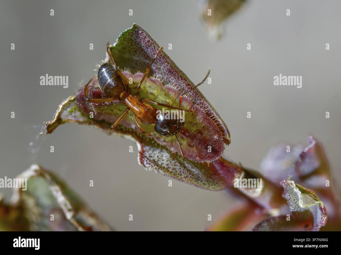 Formiche, formica, formica legnosa marrone-nera, formica cavallina marrone-nera, Camponotus ligniperdus, azzurro delle querciaie, blu ftyhen, formicidae, imenotteri, grande carpentiere Foto Stock
