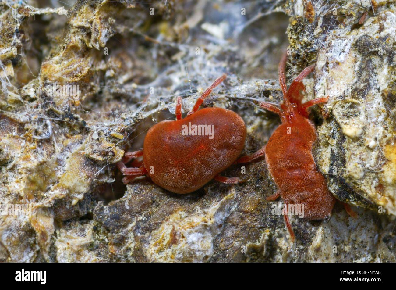 Aracnidi, acaro rosso vellutato, acaro ragnetto, Trombidium holosericeum, acaro vellutato, acari Foto Stock