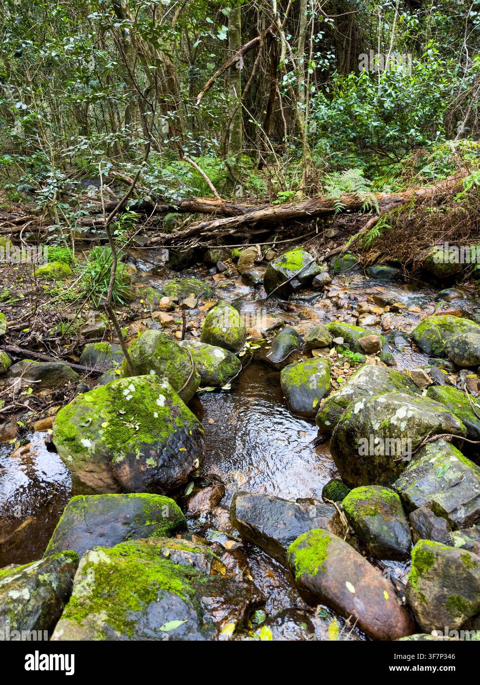 Vista del misterioso ruscello della foresta di montagna a città del Capo, Sud Africa Foto Stock