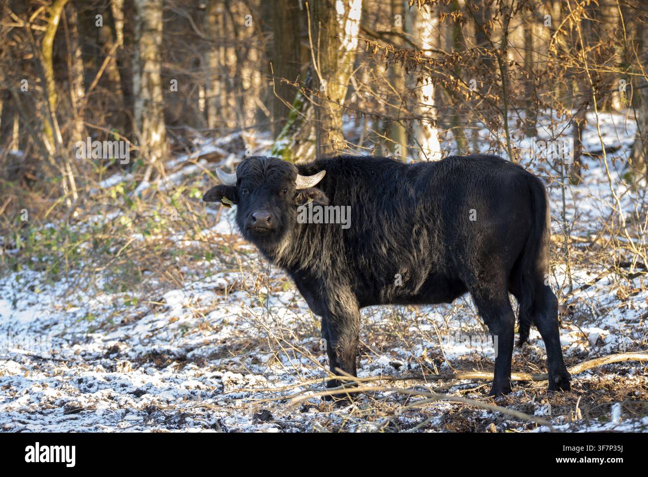 Artiodactyla, Bubalus Arnee, ungulato pari, ungulato con zoccoli fessi, bufalo d'acqua, bufalo d'acqua, pascolando, animali domestici, pascolo estensivo, animale domestico, m Foto Stock