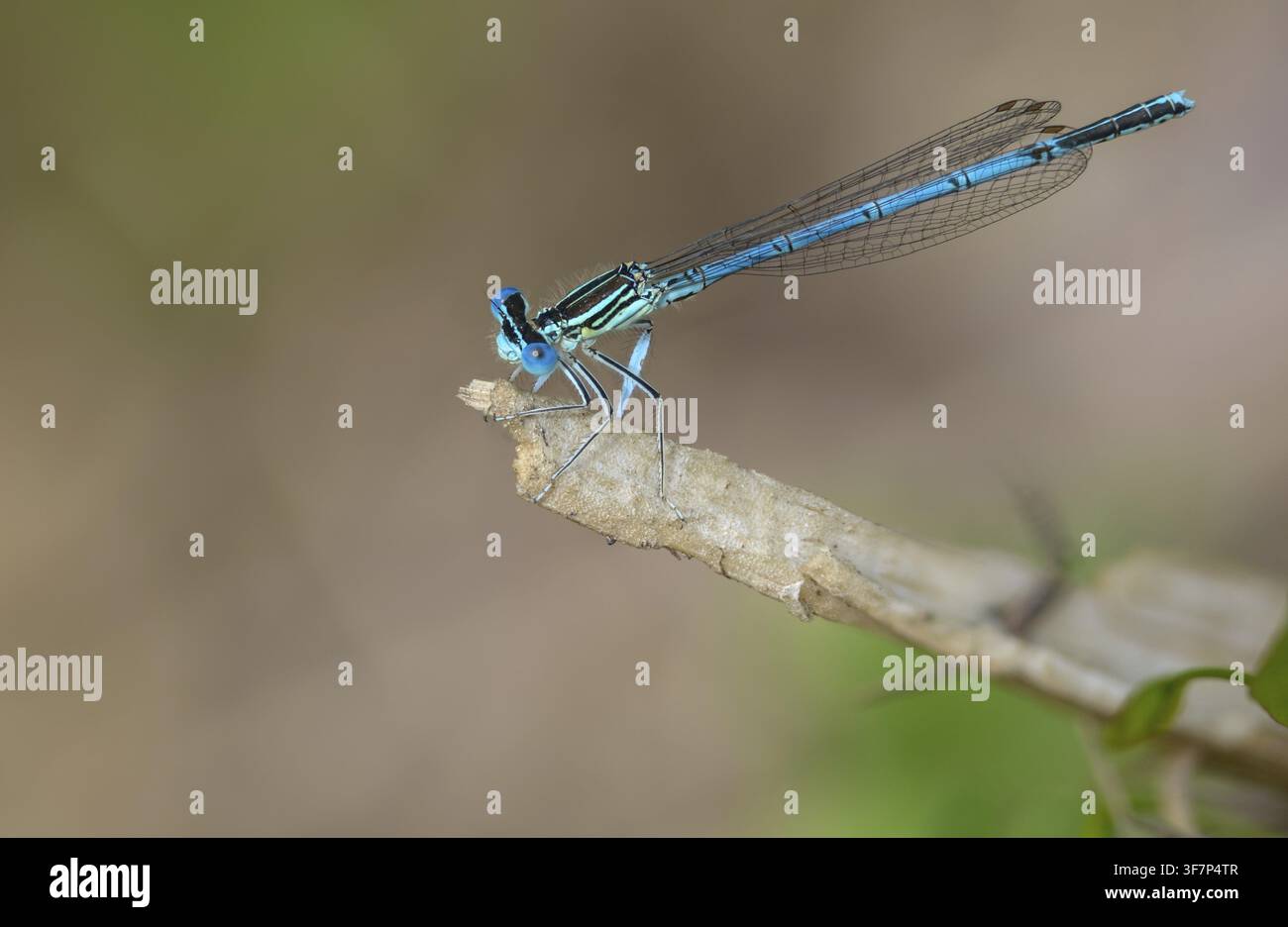 Libellula dalle ali blu, libellula dalle ali comuni, Platycnemis pennipes, cavallina dalle zampe bianche, cavalline, libellule, insetti, libellule, maschi Foto Stock