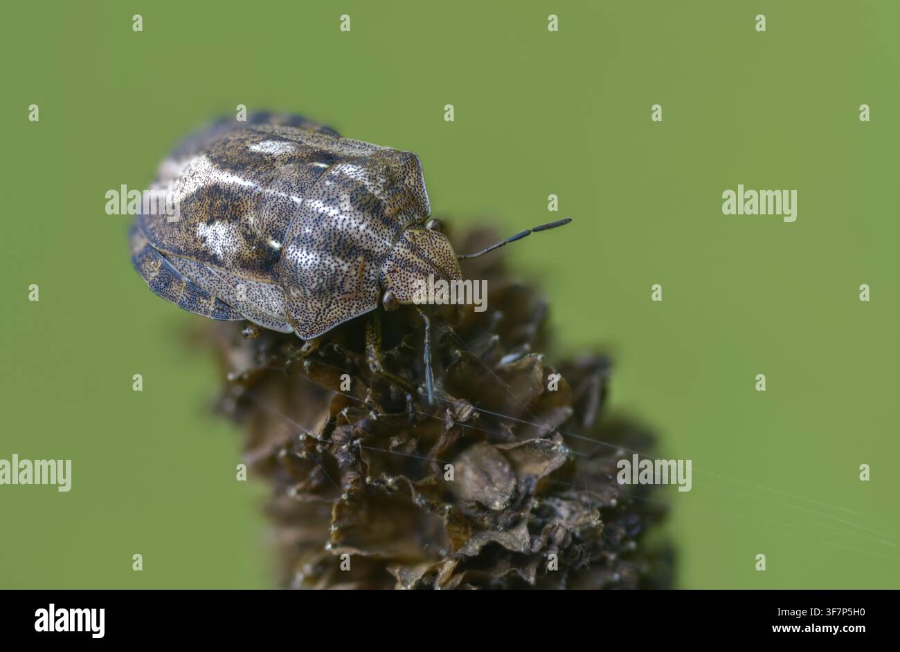 Eurygaster testudinaria, eterotteri, cimice tartaruga, cimice scudo tartaruga, insetti, cimici Foto Stock