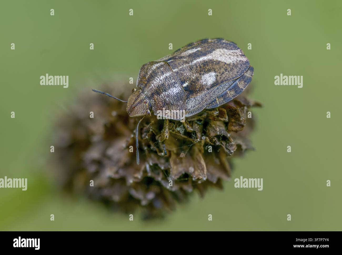 Eurygaster testudinaria, eterotteri, cimice tartaruga, cimice scudo tartaruga, insetti, cimici Foto Stock