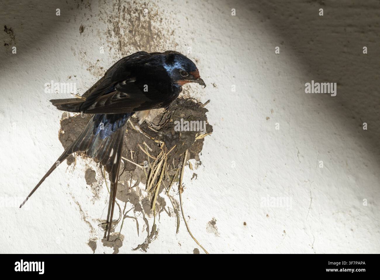 Hirundo rustica, rondine comune, uccelli, covata, costruzione del nido, passeri, rondini, uccelli canori, uccelli Foto Stock