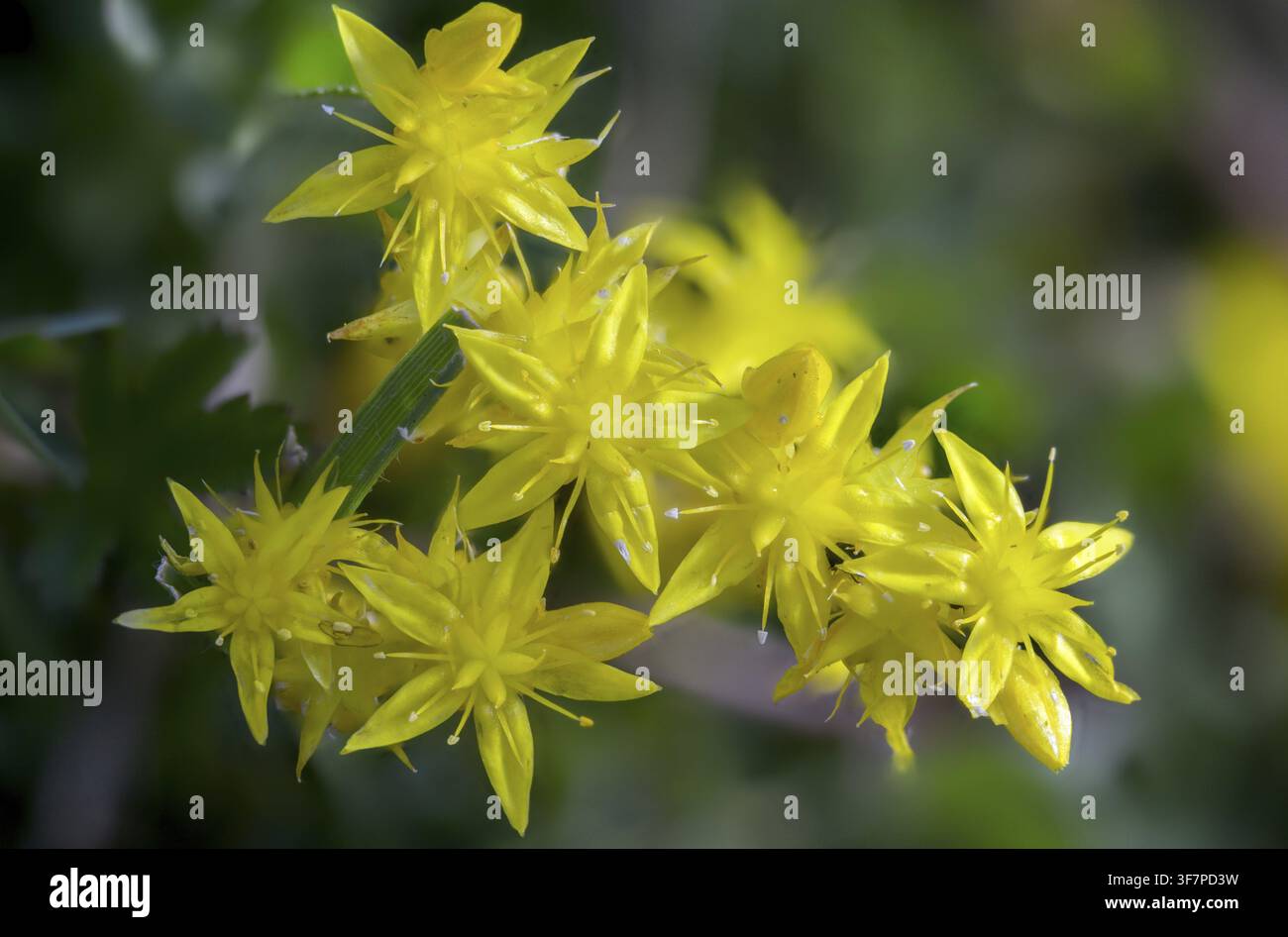 Crassulacee, piante a foglie spesse, sedum acre, sedum pungente, flora, sedum aureo, sedum muschioso, pepe di muretto, sedum muschioso Foto Stock
