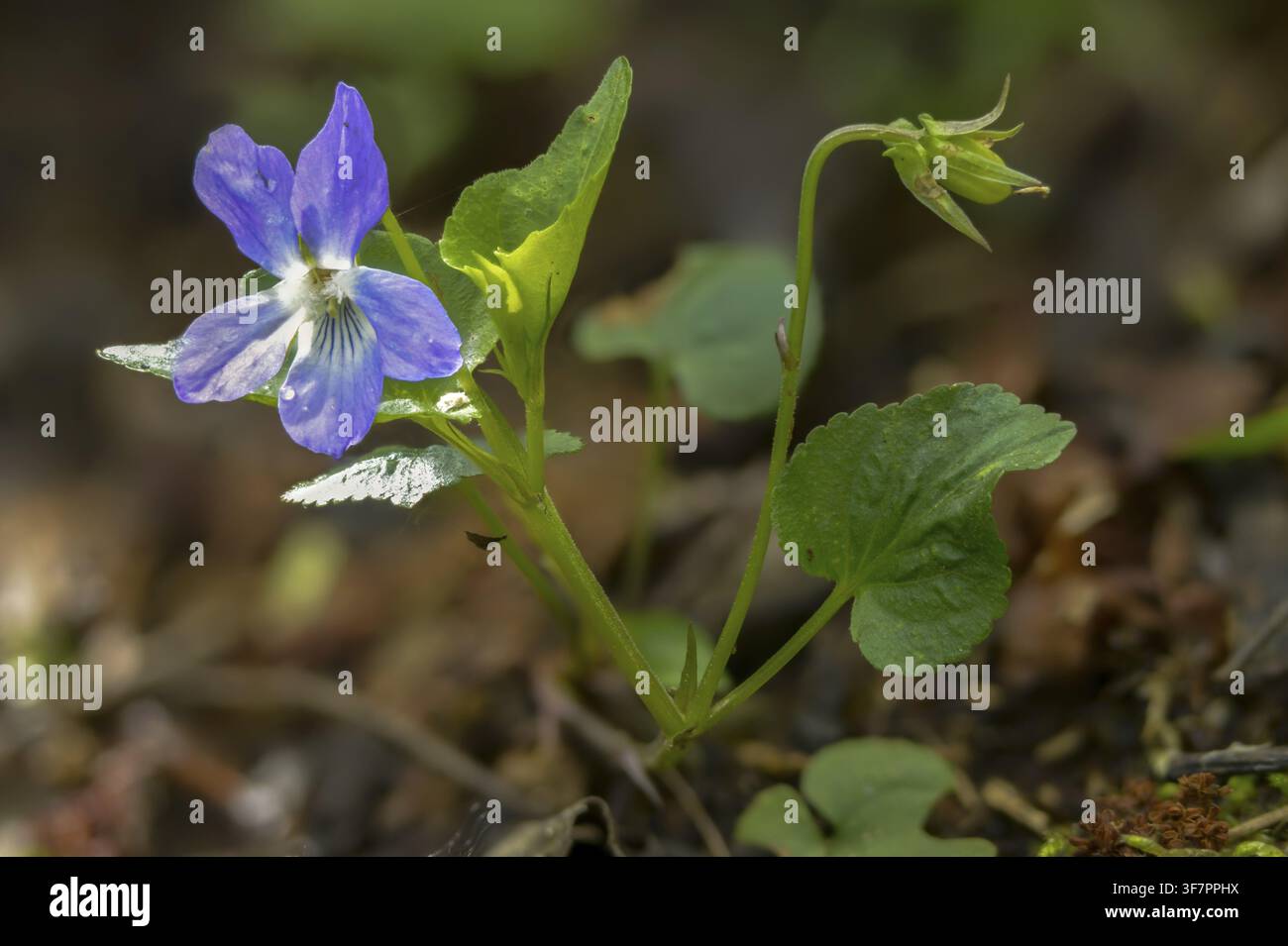 Viole del bosco, Viola riviniana, Violaceae, violetta comune, flora, piante, piante Foto Stock