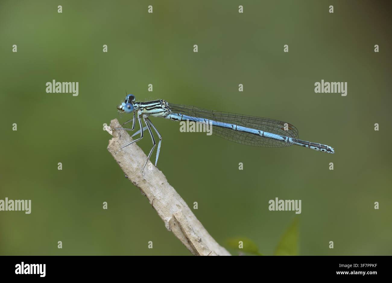 Libellula dalle ali blu, libellula dalle ali comuni, Platycnemis pennipes, cavallina dalle zampe bianche, cavalline, libellule, insetti, libellule, maschi Foto Stock