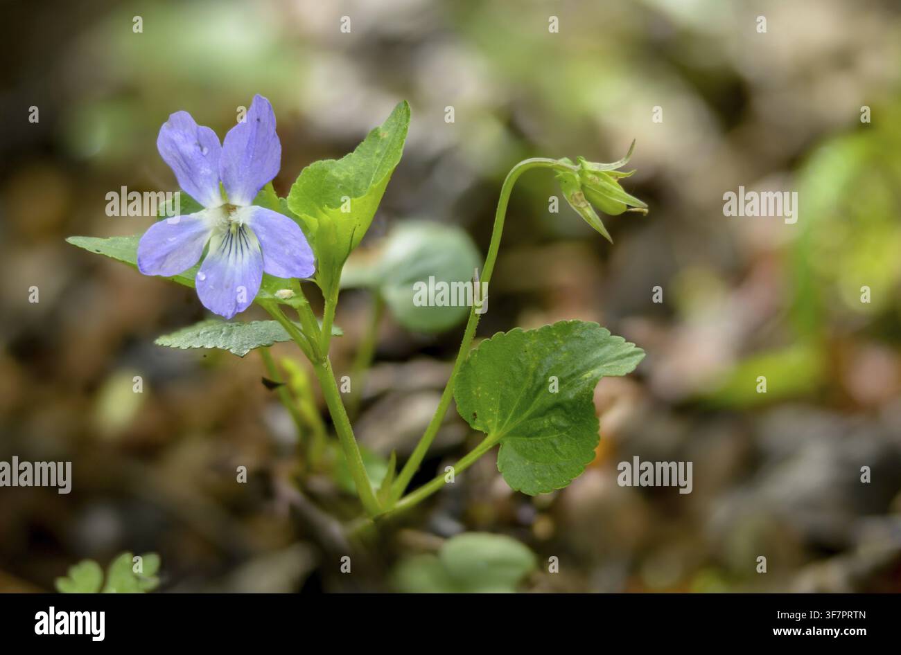 Viole del bosco, Viola riviniana, Violaceae, violetta comune, flora, piante, piante Foto Stock