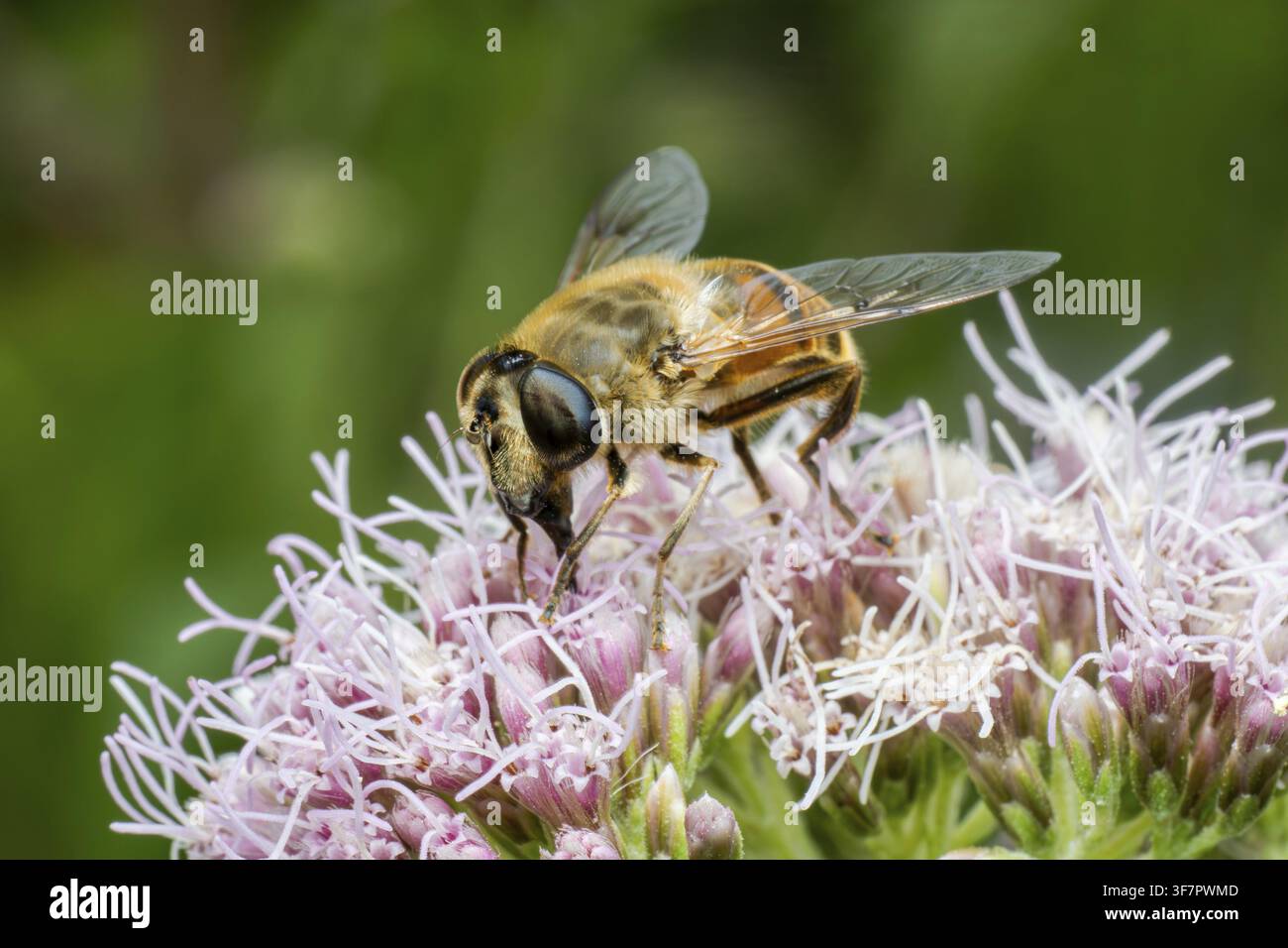 Ape del fango (Eristalis tenax), ape del fango, falsa ape, mosca volubile punteggiata, mosca bombo, che si nutre di agrimonia del canape, Renania Settentrionale-Vestfalia, Germania Foto Stock