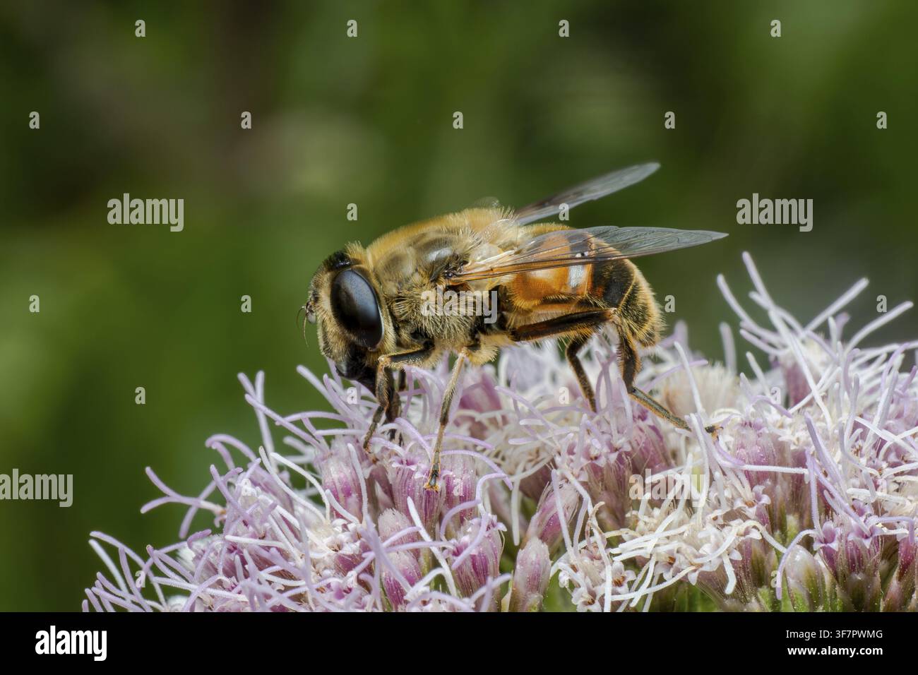 Ape del fango (Eristalis tenax), ape del fango, falsa ape, mosca volubile punteggiata, mosca bombo, che si nutre di agrimonia del canape, Renania Settentrionale-Vestfalia, Germania Foto Stock