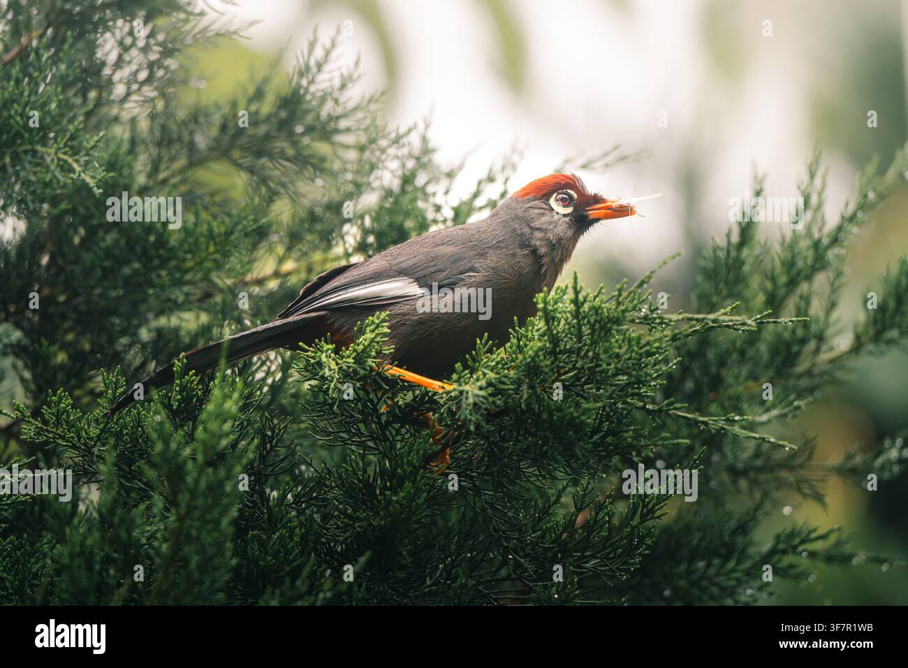 Una vista di profilo di un malkoha dal petto castano appollaiato tra spesse ramificazioni di conifere, che tiene un minuscolo ramoscello nel becco arancione. Foto Stock