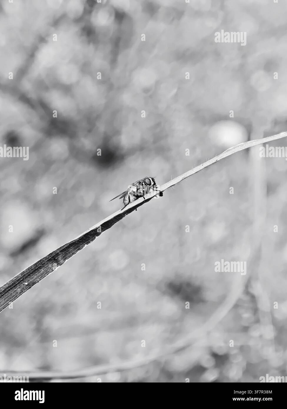 Una mosca atterra su una foglia d'erba - Immagine stock catturata con smartphone